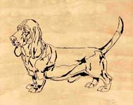 bassett